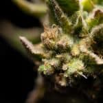 green plant in close up photography