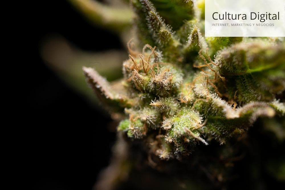 green plant in close up photography
