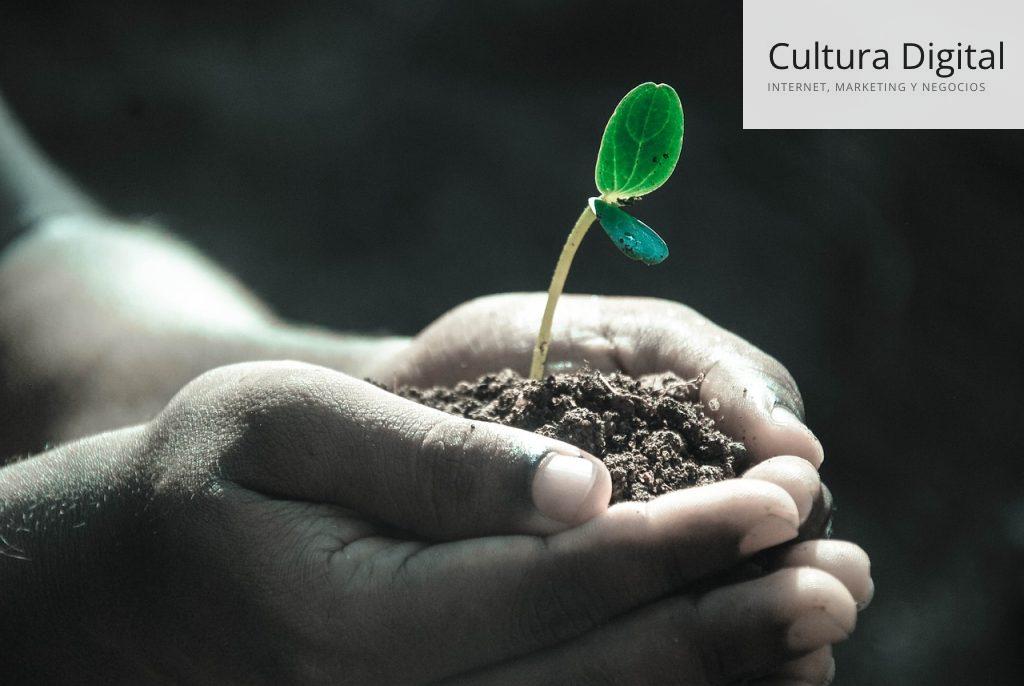 Tips para el cuidado de tus plantas cuidado de tus plantas
