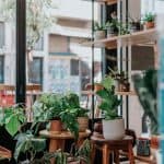 cuidar plantas