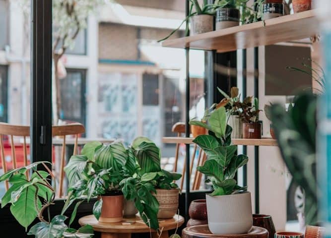 cuidar plantas