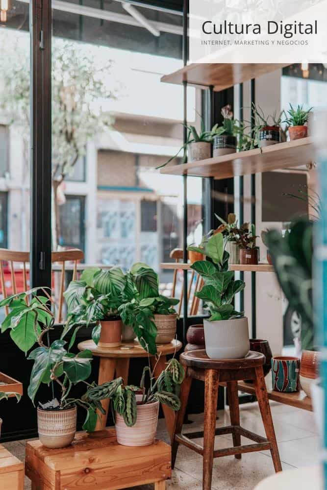 Tips para el cuidado de tus plantas cuidar plantas