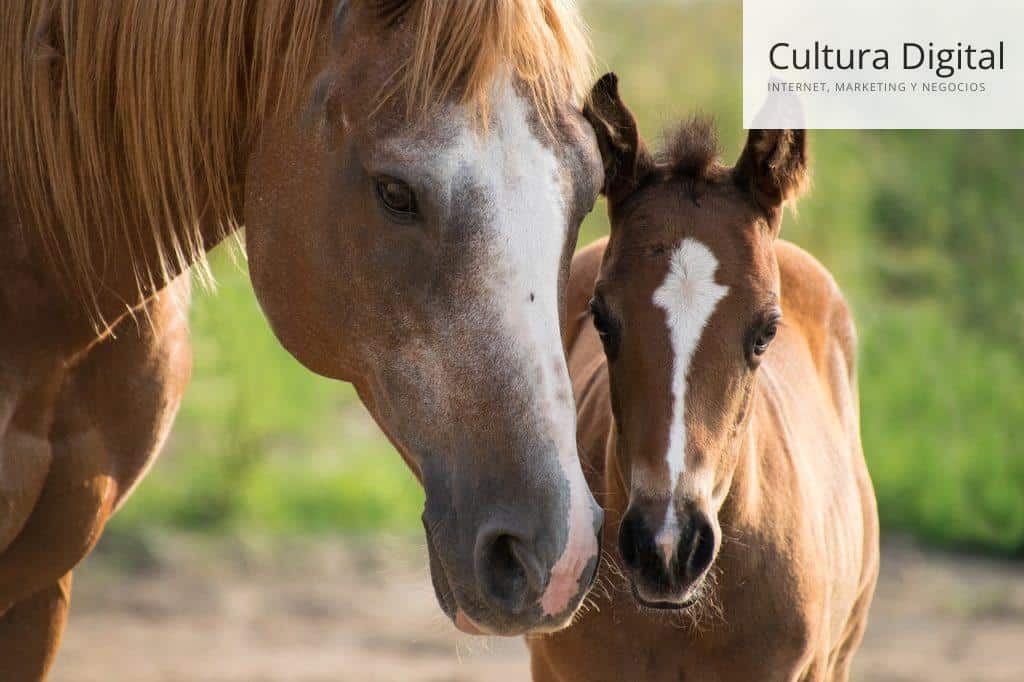 Caballos