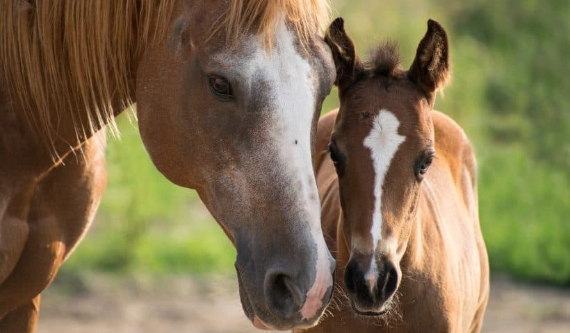 Caballos