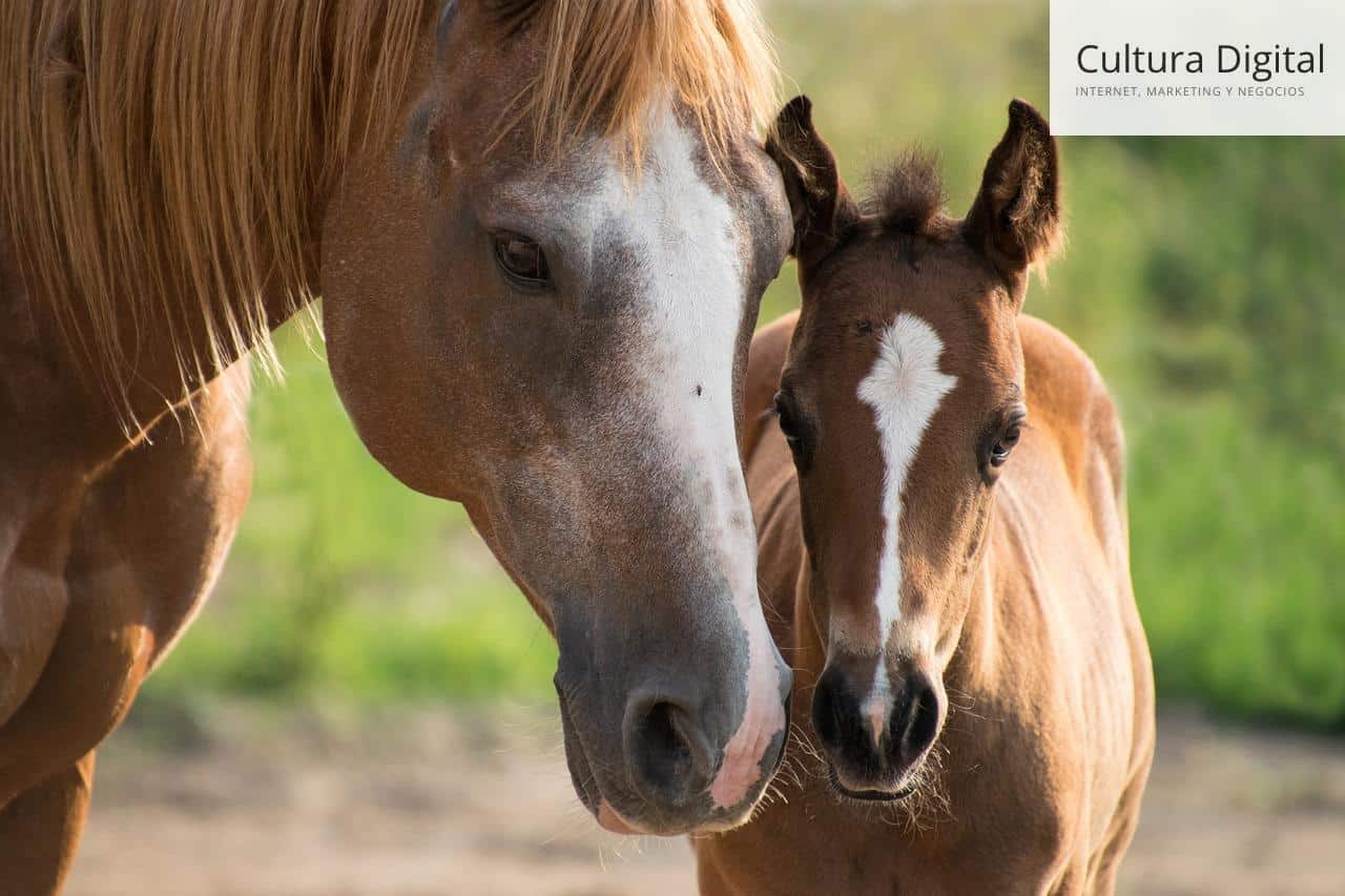 Caballos