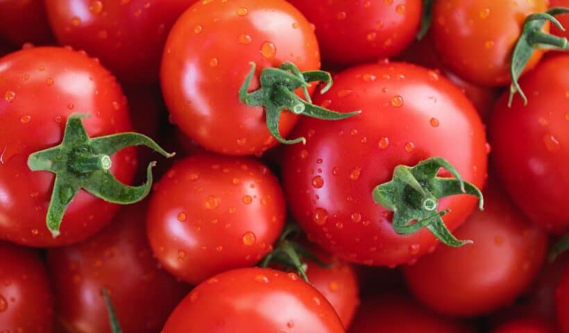 tomates en agricultura