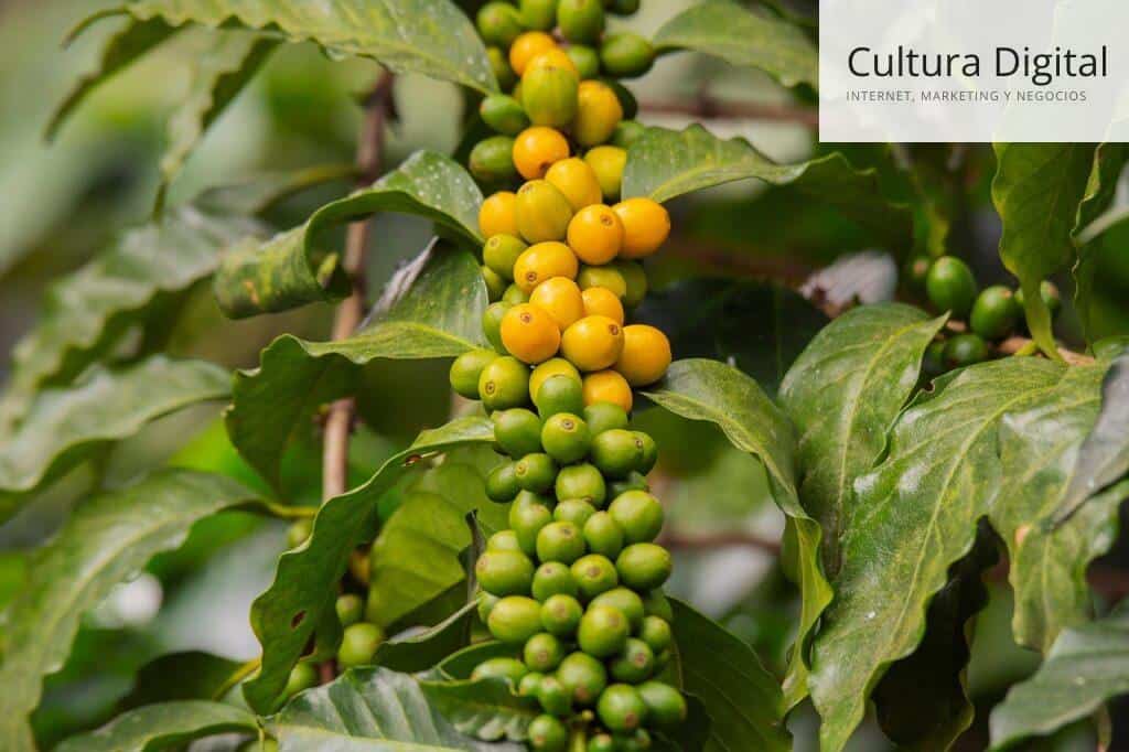 cultivar uvas